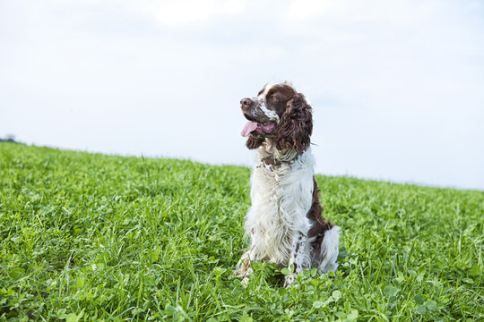 English Springer Spaniels sitting on a meadow