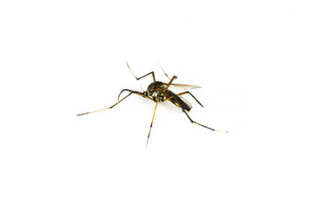 Mosquito on white background isolated with copy space