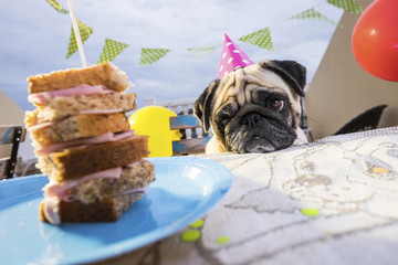 Pug wearing party hat at table looking at sandwich