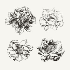 Vintage ink drawn peony flowers