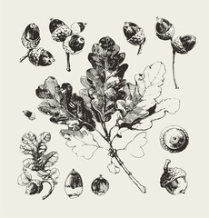 Vintage illustration of hand drawn acorns and oak branch