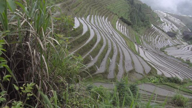 Slow pan of rice paddies down hillside