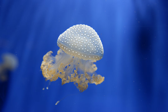 Floating bell, Phyllorhiza punctata