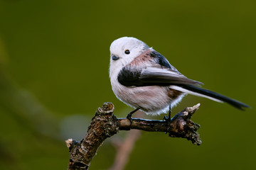 Fototapeta premium Schwanzmeise