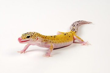 Fototapeta premium Leopardgecko (Eublepharis macularius) - leopard gecko / White&Yellow Eclipse