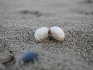 Fototapeta na wymiar Sea Shells On The Beach