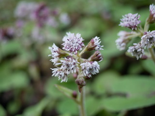 Flower close-up