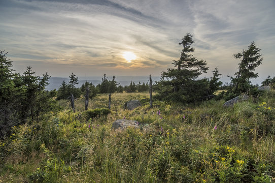 Germany, Saxony-Anhalt, Harz National Park, spruce trees and foxglove, Brocken Mountain