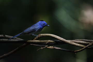 Low key image of male Black-naped monarch or black-naped blue flycatcher perching on tree branch , Thailand