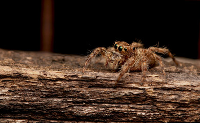 Jumping spider 