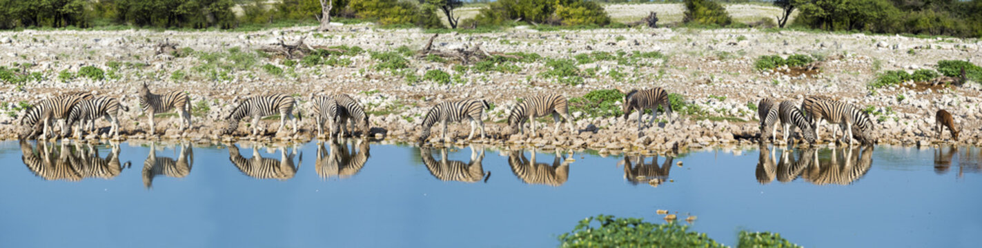 Herd of burchell's zebras at Okaukuejo lake, Namibia