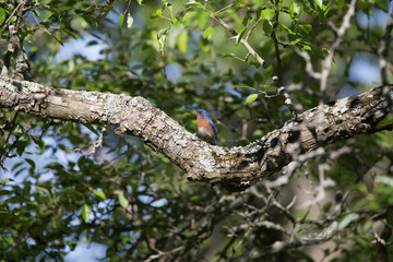 Bluebird in a Pear Tree
