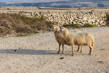 Island Pag, Sheep on pasture - two female long-tailed sheep, Croatia, paski sir, Pag cheese, sheep cheese, agriculture, bio food, eco farms