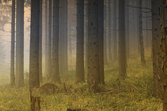 Austria, Styria, Pernegg an der Mur, Grazer Bergland, pine forest