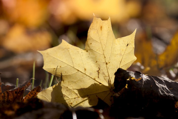 Blatt