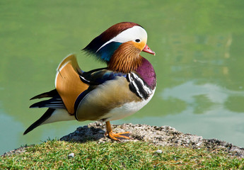 A male mandarin duck (Aix galericulata) standing with one leg at the edge of a stone slab next to a lake in the garden of Hellbrunn Palace, Salzburg, Austria.