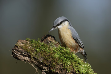 Eurasian Nuthatch on a branch