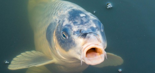 Koi-Karpfen