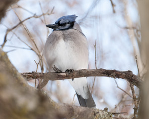 Blue Jay Perched