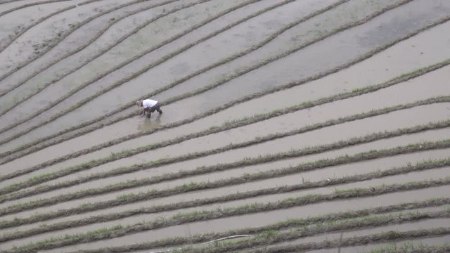 Strips of rice paddies for Chinese farmers