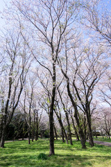 Obraz premium 満開の桜