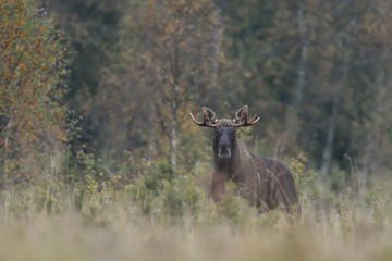 Moose (alces alces) in forest at autumn