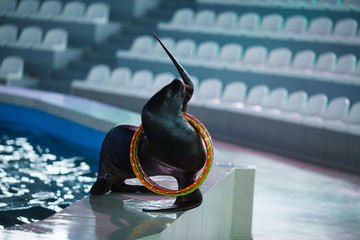 animal sea lion playing with a ball