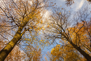 Autumnal trees against blue sky