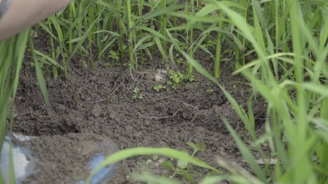 Close view of Chinese farmer working with crop