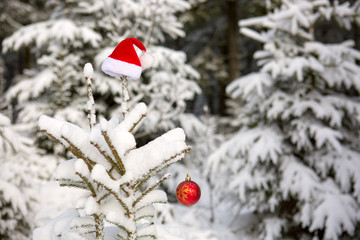Red Santa Claus hat on the fir tree in winter forest. Christmas background.