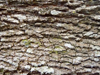 Bark of tree close up