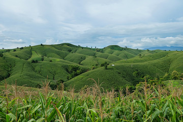 Fototapeta premium the mountains that full of corn field