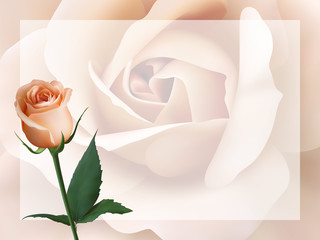 Realistic peach-colored rose, background