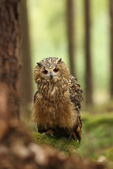 Bubo bengalensis. Photographed in Czech. Owl in nature. Beautiful photo. Autumn nature. Owl. Nature. Forest.