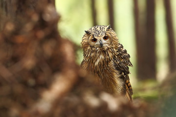 Bubo bengalensis. Photographed in Czech. Owl in nature. Beautiful photo. Autumn nature. Owl. Nature. Forest.