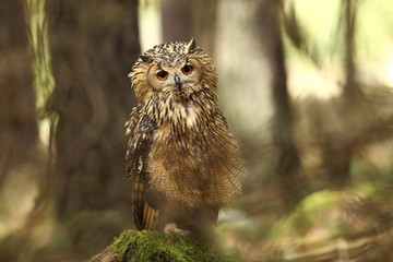 Bubo bengalensis. Photographed in Czech. Owl in nature. Beautiful photo. Autumn nature. Owl. Nature. Forest.