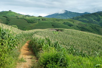 Fototapeta na wymiar the mountains that full of corn field