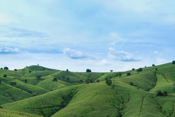 the mountains that full of corn field
