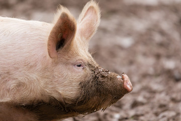 Schwein suhlt im Schlamm