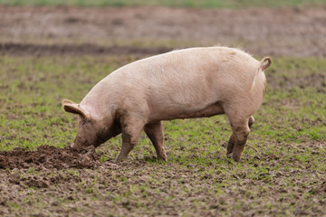 Schwein suhlt im Schlamm