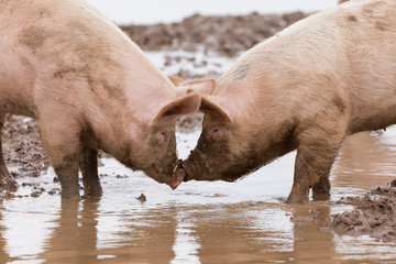 Schwein suhlt im Schlamm