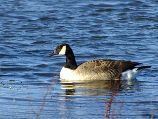 Canada goose on pond