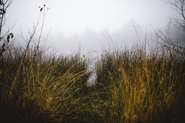 Gras und Nebel