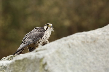 Falco biarmicus. Predator was photographed in the Czech Republic. Big predatory bird living in Africa, Southeast Europe and Asia. Autumn nature. Bird. Nice picture.