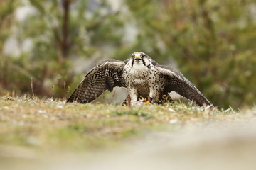 Falco biarmicus. Predator was photographed in the Czech Republic. Big predatory bird living in Africa, Southeast Europe and Asia. Autumn nature. Bird. Nice picture.