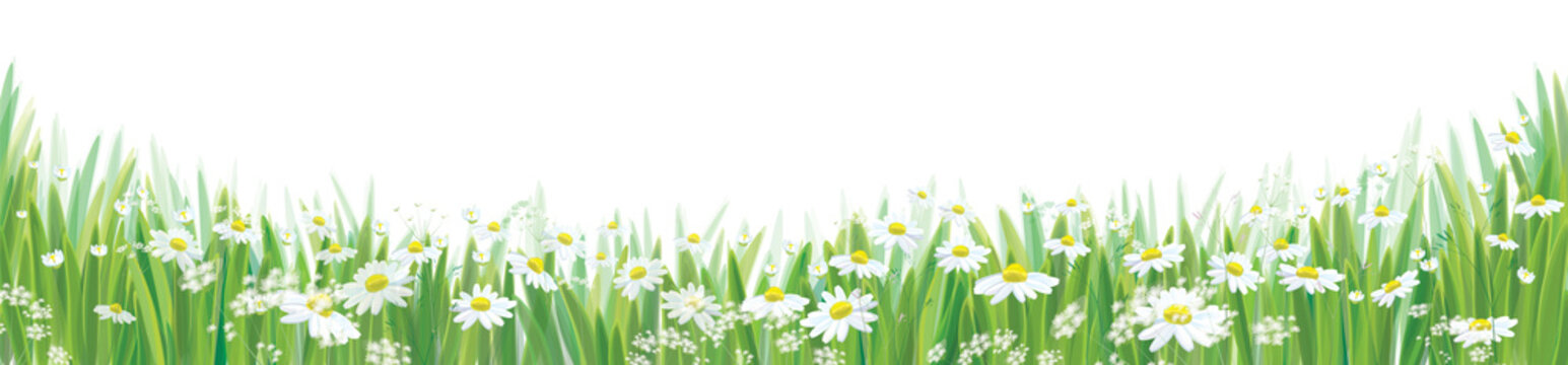 Vector daisy  flowers  field, nature border isolated.