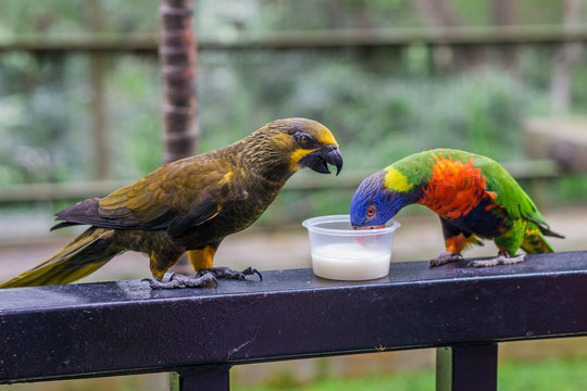 Duyvenbode's brown lory and Rainbow lorikeet drink milk.  Bird Park Kuala Lumpur, Malaysia.
