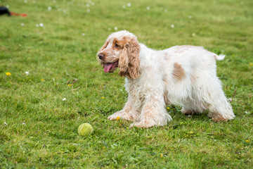 chien cocker jouant à la balle