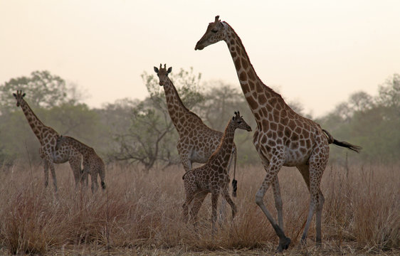 Chad, Giraffes with young animals in the evening
