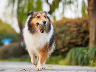 Running shetland sheepdog with ball in mouth, happy retrieving, low angle view.